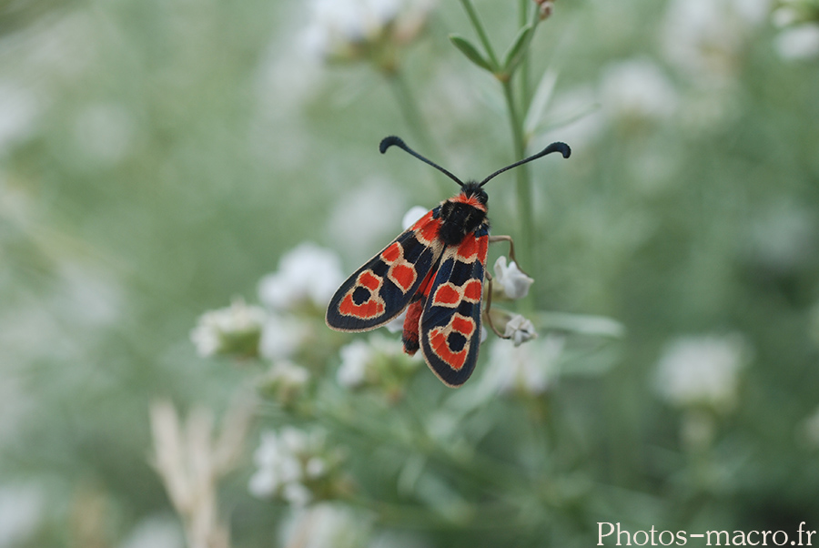 Zygaena fausta fortunata